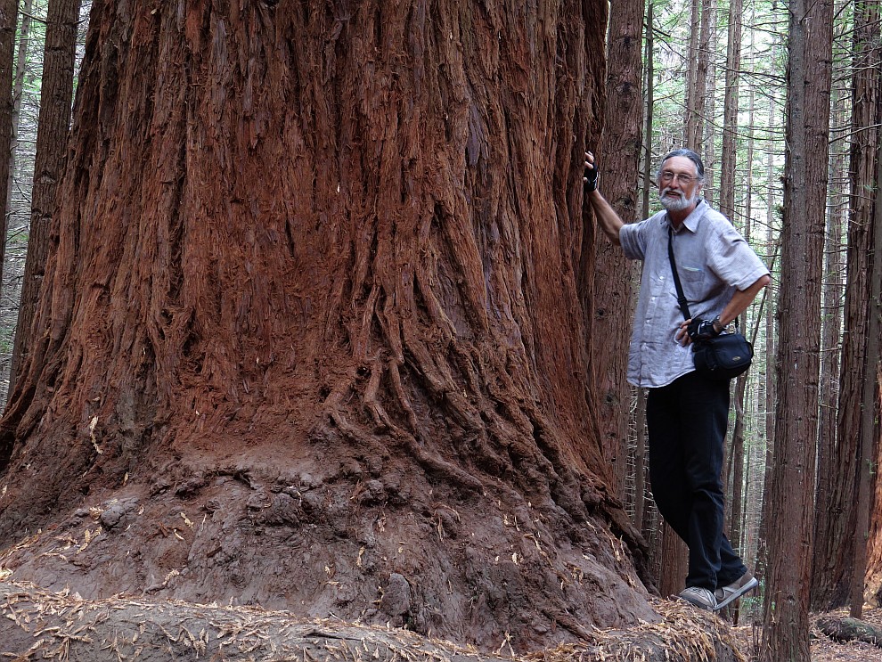 Whakarewarewa Forest - Redwood